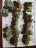 多肉植物組合3-5厘米卷好盆栽耐干旱好養(yǎng)新手基地玉露綠植盆栽 【28棵多肉有名字】14個品種 曬單實拍圖
