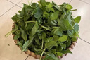 青尊園薄荷葉新鮮食用泡水裝飾烘焙調(diào)酒水吧莫吉托雞尾酒濃香型專用 250g 曬單實拍圖