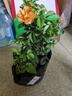 果汁陽臺(tái)月季花苗四季開花卉盆栽綠植物室內(nèi)花易活玫瑰帶花苞庭院 果汁陽臺(tái)【大花濃香，月月開分枝多】 【帶花苞】【盆口徑15cm】原盆冠25高35 曬單實(shí)拍圖