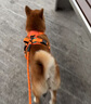 索米拉（Suomila）狗狗胸背帶背心式防爆沖柴犬法斗中小遛狗繩牽引繩子 橙青綠 M碼 曬單實(shí)拍圖