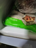 安井 荷香糯米雞 930g  6只裝 廣式荷葉雞飯團 速凍面點 早餐半成品 曬單實拍圖