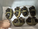 【活蟹】陽澄小斌大閘蟹 鮮活精挑特大螃蟹公蟹母蟹生鮮水產(chǎn)禮盒 精品特大六月黃4.0-4.3兩 十只裝 曬單實(shí)拍圖