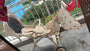 鳳凰（Phoenix）嬰兒推車0-6歲遛娃神器鳳凰雙向高景觀遛娃神器輕便折疊可坐可躺 奶茶棕丨皮質頂棚+六重減震+禮包 曬單實拍圖