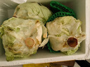 綠食者  球生菜3斤 西生菜圓生菜 漢堡用西餐沙拉色拉食材 健康輕食蔬菜 3斤 曬單實(shí)拍圖