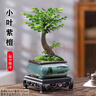 小葉紫檀盆景老樁盆栽辦公室客廳桌面室內好養樹(shù)苗四季常青 小葉紫檀（送方山水盆） 曬單實(shí)拍圖