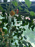 超能 植沐悅色天然皂粉 風(fēng)鈴草香 4.4斤 護(hù)衣護(hù)色 植物氨基酸 曬單實拍圖