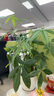 花翁招財(cái)好運(yùn)盆景綠植盆栽A級大盆三桿發(fā)財(cái)樹（光汐吸水盆）源頭直發(fā) 曬單實(shí)拍圖