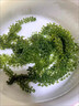 骉祥兒童海葡萄海洋蔬菜綠色魚子醬即食泡發(fā)小孩吃的新鮮鹽漬海葡萄e （精選版）海葡萄100g*3袋 曬單實(shí)拍圖