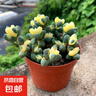 多肉植物 多肉精選老樁蒂亞吸財樹辦公室室內(nèi)陽臺紅寶石群生多頭 金錢木【3-5頭】 曬單實拍圖