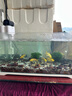 森森 超白玻璃小魚缸HWK-600P裸缸款水草缸金魚缸小型水族箱水草缸  曬單實(shí)拍圖