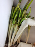 大蔥去皮裁半葉新鮮蔬菜水果大蔥調(diào)料 優(yōu)選 2斤 現(xiàn)挖現(xiàn)發(fā) 曬單實(shí)拍圖