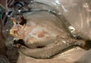 三都港 三去大黃魚凈重700g/2條裝 寧德黃花魚 生鮮 魚類 燒烤 曬單實(shí)拍圖