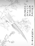 桔舍李曉明工筆畫(huà)白描底稿芙蓉錦雞四尺原作大小66*98厘米花鳥(niǎo)線稿含A3步驟圖及用色說(shuō)明KC22 曬單實(shí)拍圖
