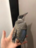 灰i喜鵲鳥糧雛幼鳥專用飼料四喜鳥伯勞畫眉松鴉通用亮羽壯膘糧食 1小罐【面包蟲干】365ml 曬單實(shí)拍圖