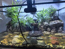 西游水族烏龜缸超白玻璃生態(tài)造景龜魚缸一體混養(yǎng)生態(tài)缸客廳專用家用飼養(yǎng)缸 60雨林豪華全套【缸+做好成品發(fā)貨+設備】 曬單實拍圖