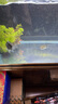 備能 日本黃粉魚(yú)藥爛尾爛肉魚(yú)用白點(diǎn)凈水霉病頭洞魚(yú)缸專用殺菌藥劑50g 曬單實(shí)拍圖
