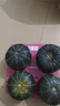 京鮮生 山東貝貝南瓜凈重5斤(品種：麻籽) 中果300g+ 板栗香 源頭直發(fā) 曬單實拍圖