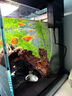 智宙魚(yú)缸增氧氣泡條水族增氧氣泵魚(yú)缸氣泡石氧氣簾條魚(yú)缸打氧泵低音 20cm砂條和氣泵套餐 曬單實(shí)拍圖