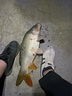 光威（GW） 光威魚竿龍云超硬臺釣竿 碳素魚竿超硬魚桿28調鯉魚黑坑 5.4m 龍云三代 曬單實拍圖