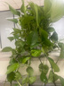雙盟綠蘿盆栽除甲醛花卉綠植辦公室新房凈化空氣160白2盆源頭直發(fā) 曬單實拍圖