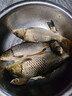 榮予鯽魚專攻釣魚小藥黑坑野釣強開口滑口回鍋魚專用誘魚餌料添加劑 2瓶鯽魚專攻-鯽魚專攻 曬單實拍圖