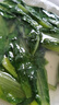 魯花菜籽油 低芥酸  特香壓榨一級  食用油  非轉(zhuǎn)基因 純菜油 濃香 物理壓榨 低芥酸 特香 5.78L*1桶 曬單實拍圖