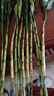 中夢(mèng)大葉竹水培養植物花卉綠植室內好養竹子富貴竹水養帶根鮮花發(fā)財樹(shù) 富貴竹75-85厘米20棵 曬單實(shí)拍圖