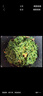 苜蓿菜新鮮當季食用產地直銷現(xiàn)摘現(xiàn)發(fā)露天頭茬野菜蔬菜嫩草苜蓿芽 3斤（泡沫箱+冰袋） 曬單實拍圖