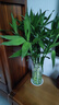 中夢大葉竹水培養(yǎng)植物花卉綠植室內(nèi)好養(yǎng)竹子富貴竹水養(yǎng)帶根鮮花發(fā)財樹 富貴竹65-75厘米20棵 曬單實拍圖