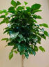 植物再生劑通用型幸福樹專用營養(yǎng)液肥料濃縮復(fù)活液水土培室內(nèi)盆栽 【基礎(chǔ)養(yǎng)護 初見成效】1盒裝 曬單實拍圖