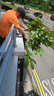 威猛電動剪刀剪樹枝充電果樹園林修枝剪刀修枝剪子剪枝機(jī)園藝剪 高枝加長2M桿 旗修修枝剪 兩電 曬單實(shí)拍圖
