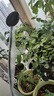 三思京東集采JC系列全光譜植物燈補(bǔ)光燈國家補(bǔ)貼植物生長盆夾燈-12W 曬單實(shí)拍圖
