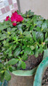 杜鵑花苗盆栽帶花苞發(fā)貨四季開(kāi)花植物大棵好養活陽(yáng)臺室內綠植花卉 大號西瑪杜鵑花+原生盆 曬單實(shí)拍圖