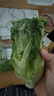 【高原夏菜】鐘靈山羅馬生菜400g 曬單實拍圖
