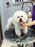 優(yōu)佰狗糧比熊專(zhuān)用成犬全犬期10斤天然狗糧5kg 比熊專(zhuān)用糧10斤（2.5kg*2包） 曬單實(shí)拍圖
