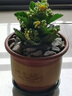 臨雅長(zhǎng)壽花盆栽重瓣金狐貍大花新品多肉植物室內(nèi)花卉綠植陽(yáng)臺(tái)四季開(kāi)花 變色龍長(zhǎng)壽花【帶花發(fā)貨】 曬單實(shí)拍圖