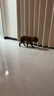 凱銳思牛肉味全犬種通用 幼犬成犬 小中大型 薩摩耶金毛比熊 狗糧2kg 曬單實拍圖