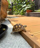 蘇達卡陸龜糧飼料紅腿輻射龜陸龜糧幼龜成龜豹龜亞達赫曼通用龜糧 250g 1袋 【半斤試吃嘗鮮裝】 曬單實拍圖