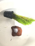 瘋狂水草（FKSC）魚(yú)缸水草植物真草水培裝飾陰性?xún)艋|(zhì)火山石小魚(yú)缸造景全套 南極衫 曬單實(shí)拍圖