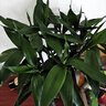 沭之美水培綠植富貴竹水養植物 富貴竹10支約70-80cm高-不含瓶 源頭直發(fā) 曬單實(shí)拍圖