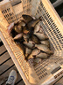 老鬼（OLDGHOST）老三樣大野戰(zhàn)釣魚專用餌料螺鯉鯽魚野釣通殺速攻2號(hào)魚食套餐組合 大野戰(zhàn)+螺鯉2號(hào)+2號(hào)速攻 曬單實(shí)拍圖