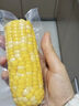 云南芒市真空包裝開袋即食水果玉米棒脆甜代餐神器每根230-275g 云南芒市即食水果玉米棒 6根2.9-3.2斤 曬單實拍圖