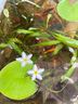 水培一葉蓮浮萍迷你水草凈化水質(zhì)魚缸造景睡蓮花水生水養(yǎng)花卉植物 一葉蓮 【3片裝】尺寸8-11厘米 曬單實(shí)拍圖