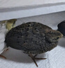 華畜小雞小鴨飼料雛雞雛鴨鳥蘆丁雞通用飼料鵪鶉雞食魚餌小鴨鵝飼料 1袋【高蛋白含量】蘆丁雞小雞飼料20斤 曬單實拍圖