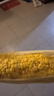【精品甜玉米】新鮮水果玉米現(xiàn)摘嫩玉米黃金水果玉米整箱 1.8-2斤帶箱 2-3根 300g起/根 曬單實(shí)拍圖