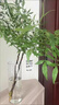 時鳥火焰南天竹鮮切室內(nèi)家居辦客廳公裝飾花束綠植水養(yǎng)插花水培綠植 火焰南天竹1枝（40-60厘米） 曬單實(shí)拍圖