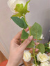 硫酸銅晶體玫瑰花diy材料新款仿真ins仿真花單支保濕玫瑰碎冰假花家居裝飾擺件道具 單支仿真玫瑰49cm【白色】 3支 曬單實(shí)拍圖