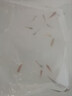 小型觀賞魚孔雀魚米奇魚斑馬魚白云金絲金苔鼠魚小型熱帶魚活體魚 孔雀斑馬米奇各4條+金苔鼠2條新 曬單實(shí)拍圖