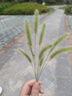 云鯨（NARWAL）掃地機(jī)器人專用配件-抑菌清潔劑580mL（標(biāo)準(zhǔn)一瓶裝） 適配云鯨逍遙001/max/J5X/J5系列【配件】 曬單實(shí)拍圖