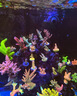 威力頓國象珊瑚專用膠海缸水族造景SPS粘珊瑚基座底座紐扣活石LPS魚缸水草莫斯強(qiáng)力啫喱膠水可水下操作 國象珊瑚膠20g*3支(送指套) 曬單實(shí)拍圖